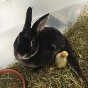 Staying Grounded in Farming During Crisis Image